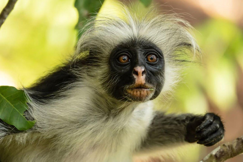 Jozani, Salaam, Seestern, Schnorcheln, The Rock, Kuza, PajeJozani, Salaam, Seesterne, Schnorcheln, The Rock, Kuza, Paje