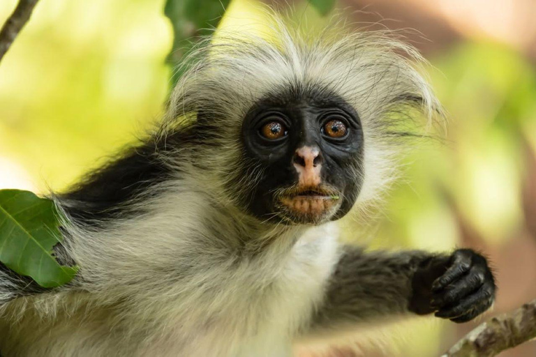 Jozani, Salaam, Seestern, Schnorcheln, The Rock, Kuza, PajeJozani, Salaam, Seesterne, Schnorcheln, The Rock, Kuza, Paje