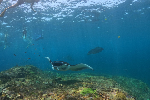 Van Lembongan: dagtrip met 3 snorkelplekken naar Penida