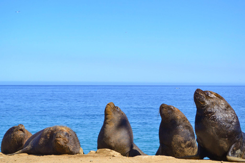 Santiago: Valparaíso Cruise Port Transfer & Vineyard Tour