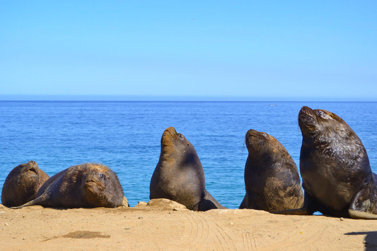 Santiago: Valparaíso Cruise Port Transfer & Vineyard Tour