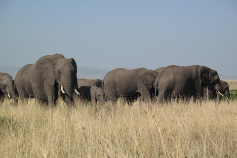 2-dniowe safari na słoniach w Amboseli