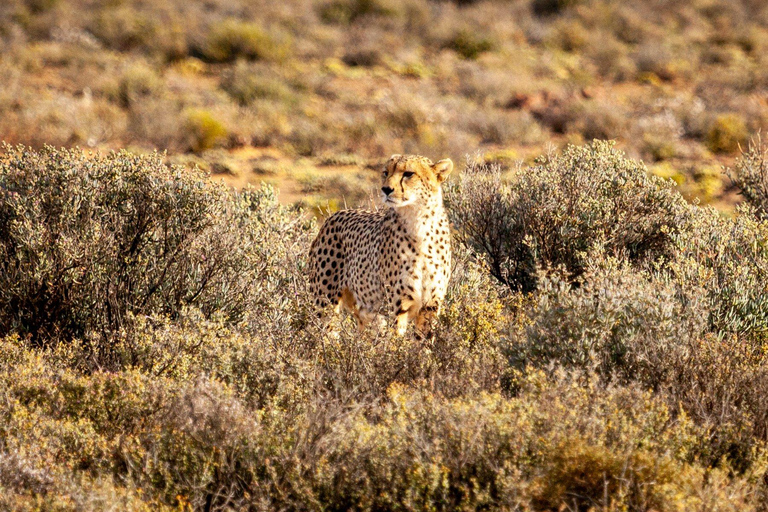 Aquila Reserve Safari with Lunch and Wine tastingSafari nella Riserva dell&#039;Aquila con pranzo e degustazione di vini