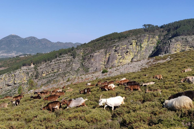 GIORNATA INTERA - PARCO DI ALVAO - CASCATE DI FISGAS ERMELO CON TRASFERIMENTOGIORNATA INTERA - PARCO DI ALVÃO - CASCATE DI FISGAS ERMELO CON TRASFERIMENTO