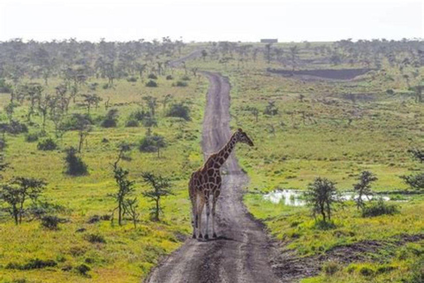 From Nairobi: Ol Pejeta Conservancy Day Trip with Game Drive