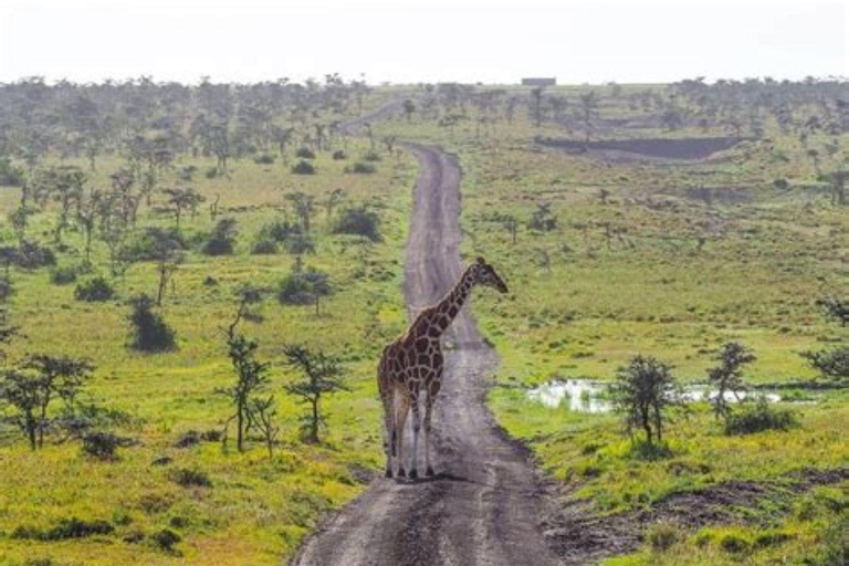 From Nairobi: Ol Pejeta Conservancy Day Trip with Game Drive