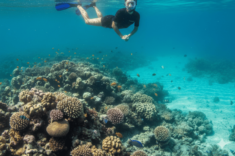 Half Day Dolphin Watch Sea Trip,departing from Taqah Port.