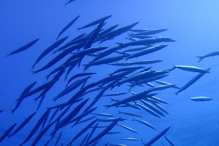 Menorca: Double Dive (IMPORTANT: Certification REQUIRED)