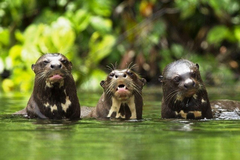 Depuis Cusco : Visite guidée de 4 jours du parc national de Manu