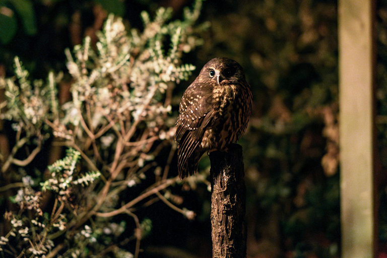 Kāpiti: Kiwi Night Encounter at Ngā Manu Nature Reserve