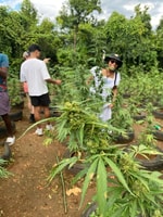 Montego Bay, Marijuana Farm und Vogelschutzgebiet Tour - Hizvo