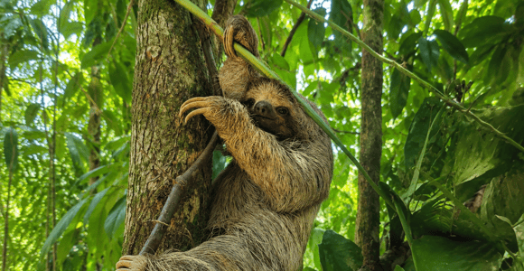 La Fortuna: Guaranteed Sloth Spotting on Private Trails