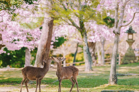Nara Hidden Gems: Deer, Tsubosaka-dera, Kasuga & Naramachi