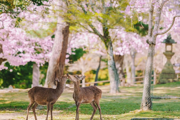 Nara Hidden Gems: Deer, Tsubosaka-dera, Kasuga & Naramachi