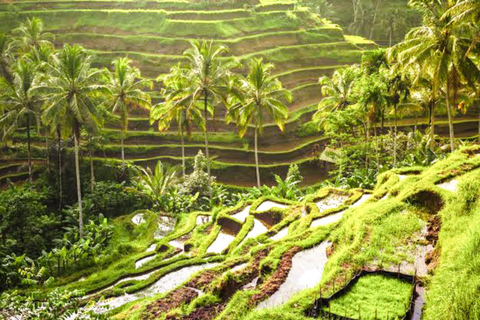 Ubud : Sacred Monkey Forest, Waterfall, Temple & Swing Tour Full-Day Tour Without Entry Fees