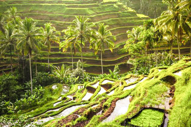 Ubud : Sacred Monkey Forest, Waterfall, Temple & Swing Tour Full-Day Tour Without Entry Fees