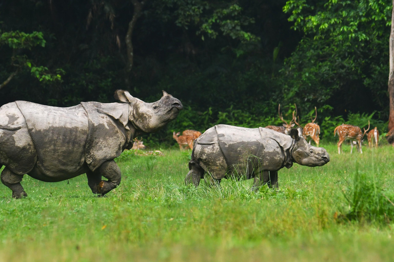 Chitwan National Park Tours: 3 Nights 4 days Full Package