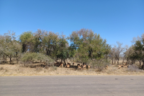 Safari di 3 giorni nel Parco Nazionale Kruger