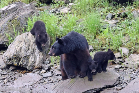 Ketchikan: Kultureller und landschaftlich reizvoller Landausflug an der Küste AlaskasKetchikan: Kultureller und landschaftlicher Landausflug der Alaska Natives