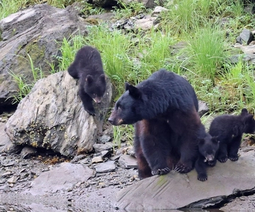 Ketchikan: Alaska Native Cultural and Scenic Shore Excursion