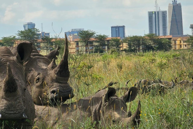 Parque Nacional de Nairobi: medio día en safari para ver leones y rinocerontesParque Nacional de Nairobi: tour privado de medio día