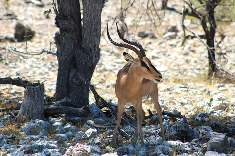 Windhoek: 3-Day Guided Safari in Etosha with Lodge