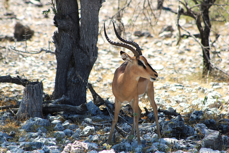 Windhoek: 3-Day Guided Safari in Etosha with Lodge