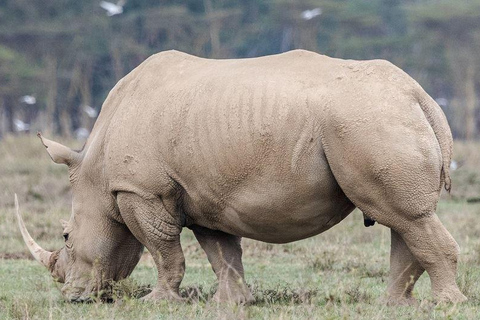 Vanuit Nairobi: Dagtocht naar de meren van Nakuru &amp; Naivasha Nationaal Park