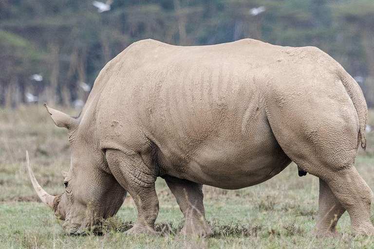 Vanuit Nairobi: Dagtocht naar de meren van Nakuru &amp; Naivasha Nationaal Park