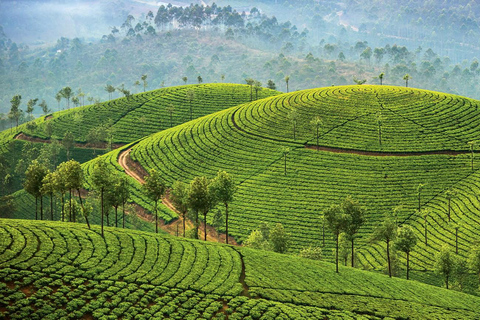 Cochin: tour di 5 giorni del Kerala con Munnar, Thekkady e Alleppey