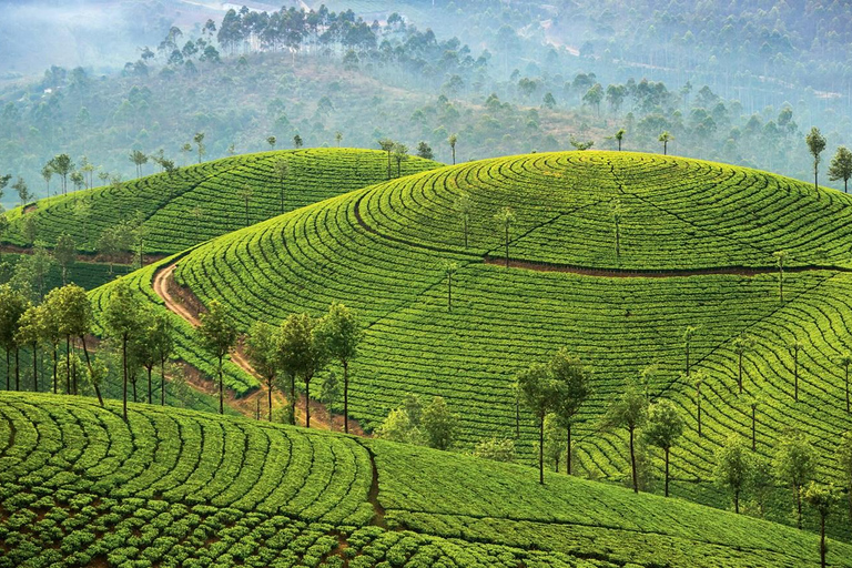 Cochin: tour di 5 giorni del Kerala con Munnar, Thekkady e Alleppey