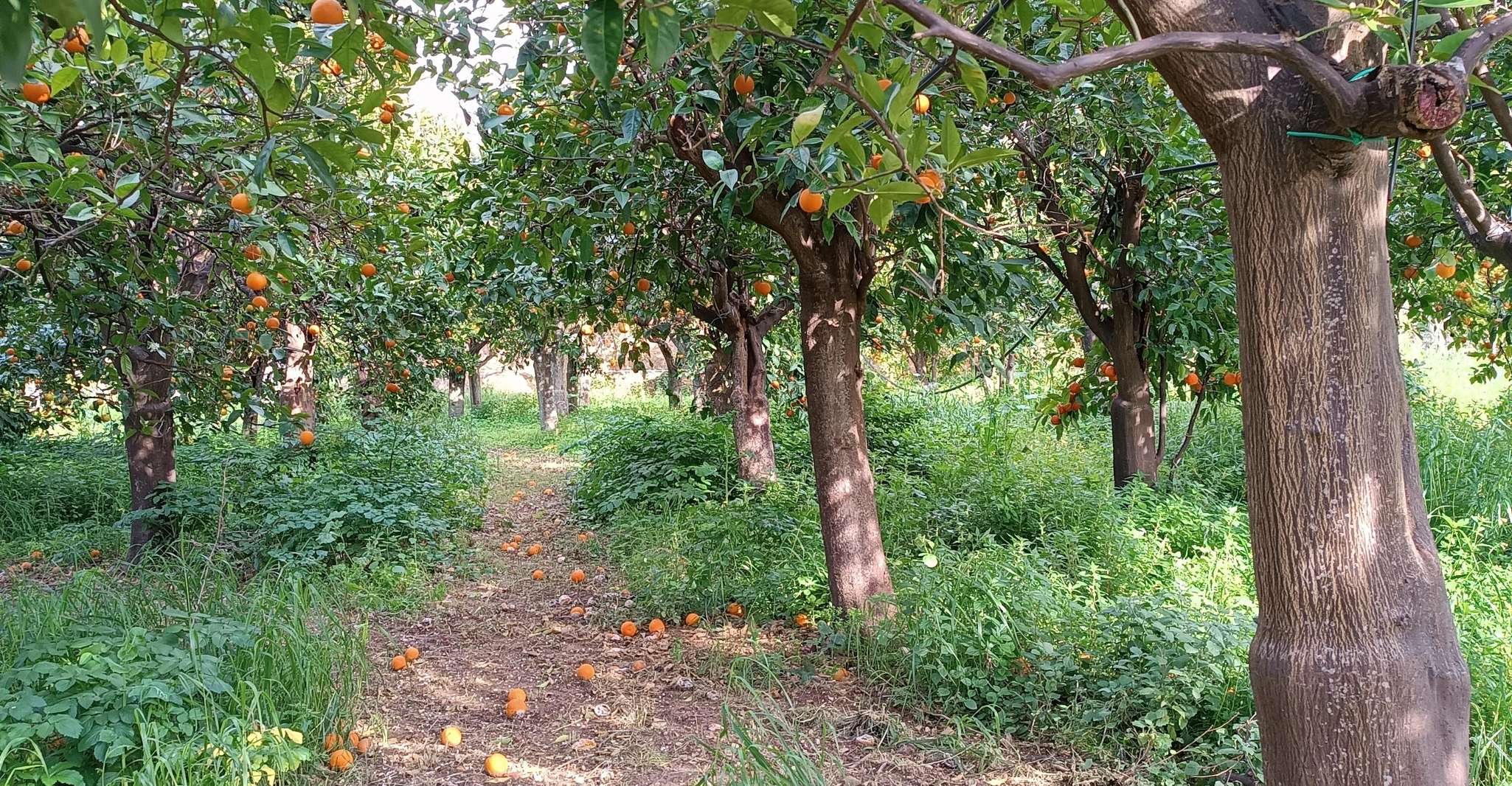 Chios, Orange Farm Trip & Tasting - Citrus Museum bezoek - Housity