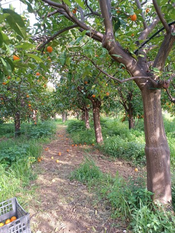 Chios: Orange Farm Trip & Tasting - Citrus museum visit