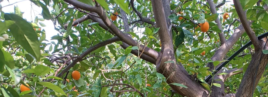 Chios : Excursion et dégustation d'oranges - Visite du musée des agrumes