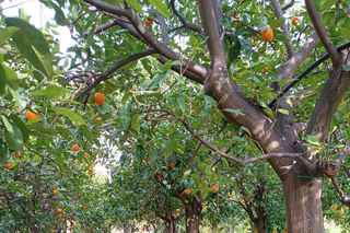 Chios: Orange Farm Trip & Tasting - Citrus museum visit