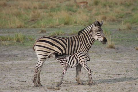 Victoria Falls: Safari game drive tour 3 hours