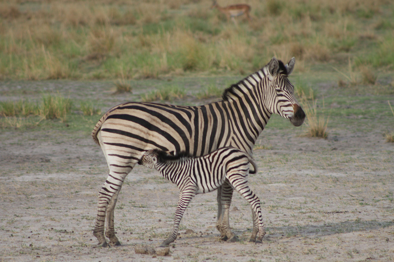Victoria Falls: Safari game drive tour 3 hours