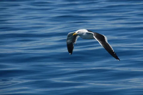 Puerto Madryn: Bird Watching