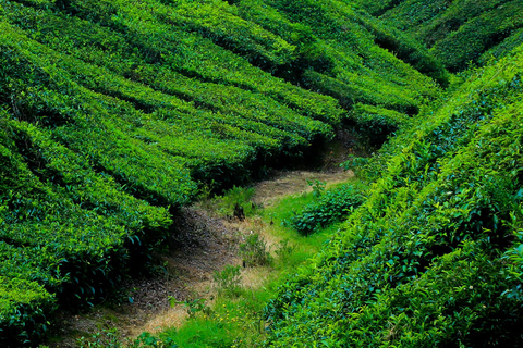 Points forts de l&#039;excursion au Kerala au départ de Kochi