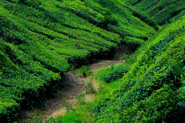 Points forts de l&#039;excursion au Kerala au départ de Kochi