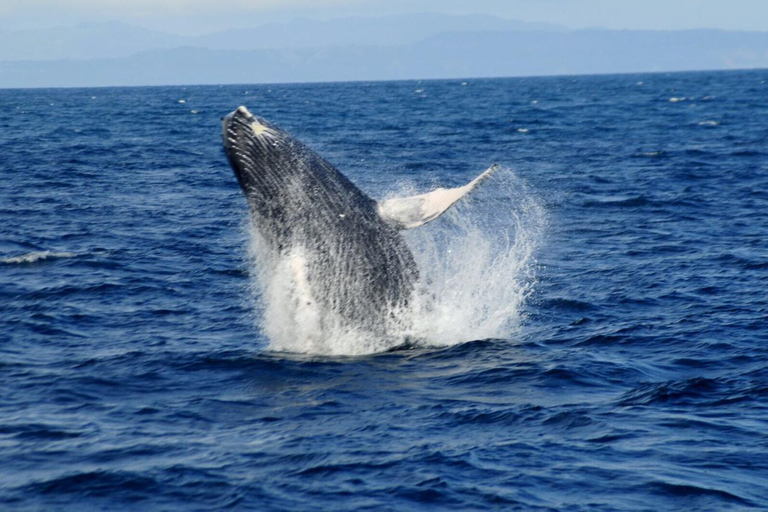 Whale Watching &amp; Safari Tour to Montaña Redonda