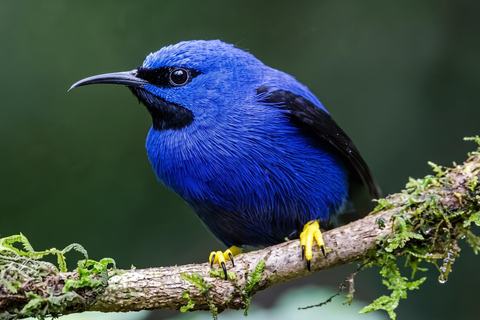 From Cusco: 4-Day Manu Cloud Forest Birdwatching Tour