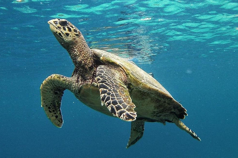 Snorkeling exclusif avec GoPro : Gili Trawangan AdventuresExcursion privée de 4 heures de plongée en apnée avec GoPro