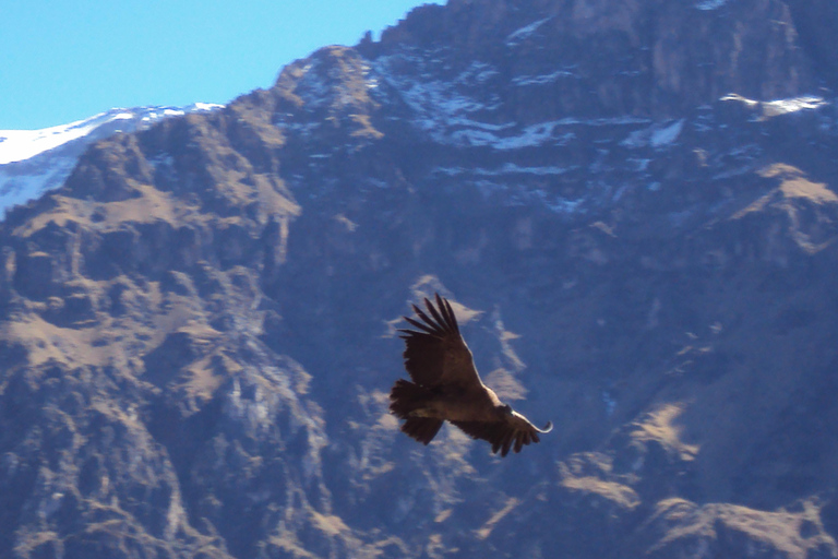 Da Arequipa: Escursione al Canyon del Colca 2D con arrivo a Puno