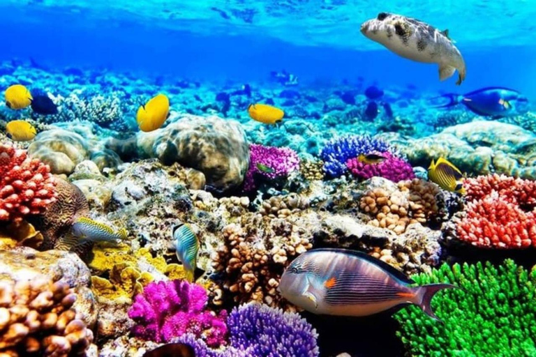 Zanzibar: Salam Cave Turtles & Blue Lagoon with Starfish Private tour with hotel transfer anywhere in Zanzibar.