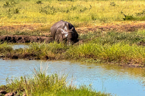 Victoria Falls: Elecrew através dos olhos de um elefante