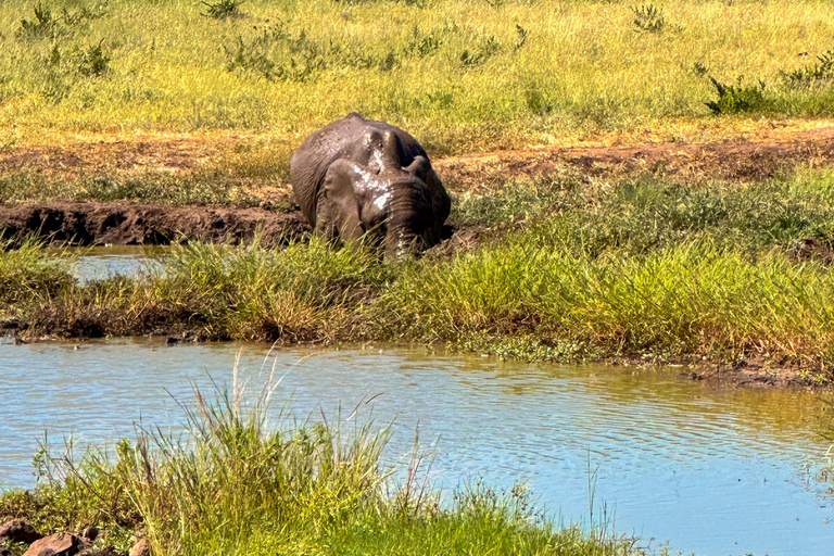 Victoria Falls: Elecrew através dos olhos de um elefante