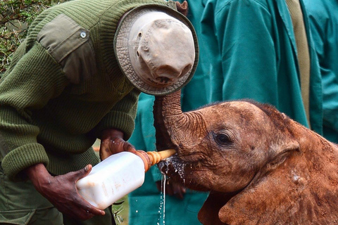 Nairobi Day Trip :Giraffe Centre and Elephant Orphanage Tour