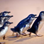 Da Melbourne: Tour ecologico della parata dei pinguini di Phillip Island