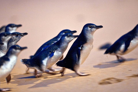 From Melbourne: Phillip Island Penguin Parade Eco Tour - Image 2